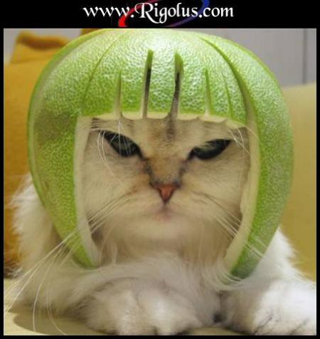 un chat bien casqué!   lol